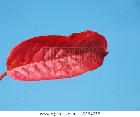 잎