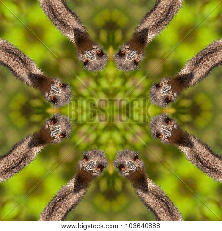Funny Ostrich Kaleidoscope