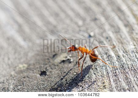 Red Ant Warrior In Agressive Pose