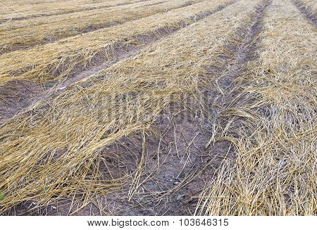 formed soil for planting cover by hey