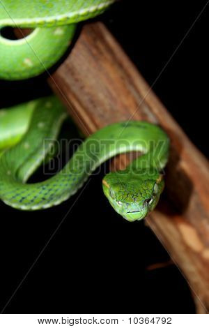 Indonesiska pit viper