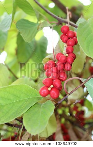 Branch Of Red Ripe Schizandra