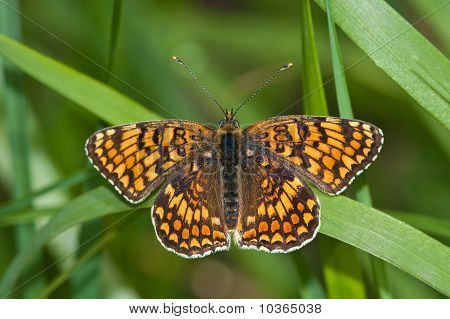 Melitaea Ciekawostki, mężczyzna