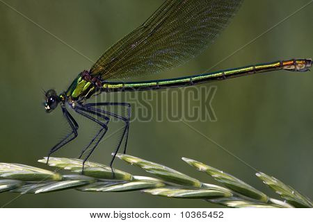 Calopteryx splendens / fasciato damselfly, femmina