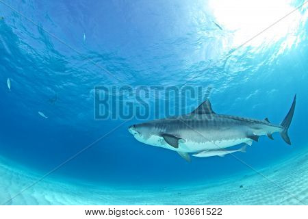 Tiger shark