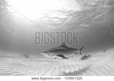 Tiger shark