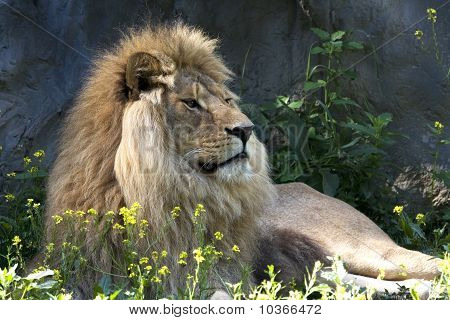 Löwe Männchen ruhen auf dem Boden / Panthera Leo Leo