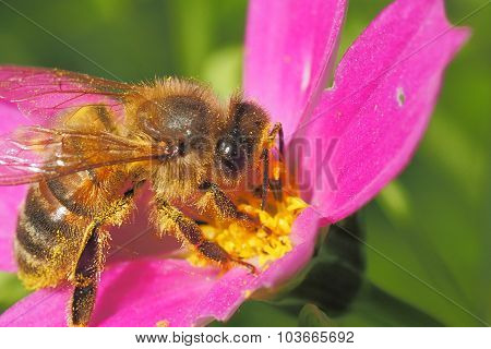 Honey Bee (Apis Mellifera) On Cosmos Flower