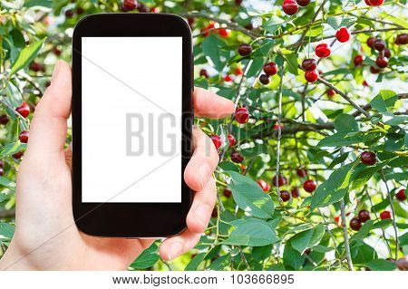 Smartphone And Tree With Ripe Cherry