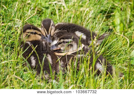 Mallard ducklings