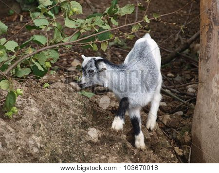 Goat In The Pasture