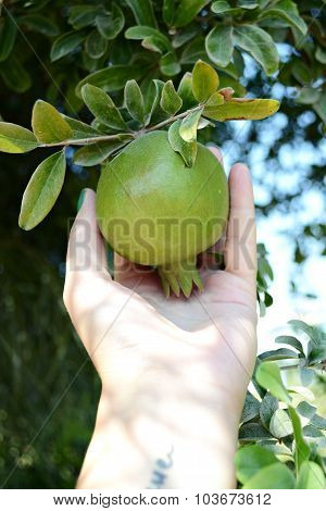Pomegranate