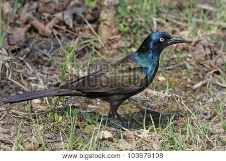 Foraging Common Grackle
