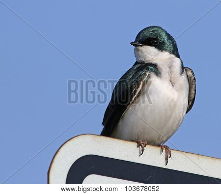 Tree Swallow on a Sign