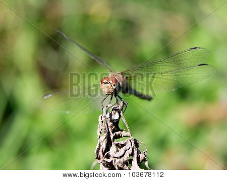 Roadside dragonfly (Sympetrum flaveolum)