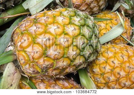 Bunch Of Pineapple Fruit Background Selective Focus Image.