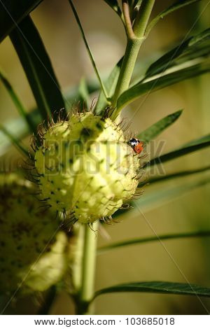 Cotton Milkweed