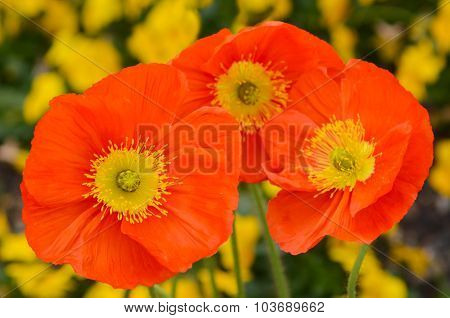 Orange Champagne Scarlet  Flowers Blossoming In The Spring