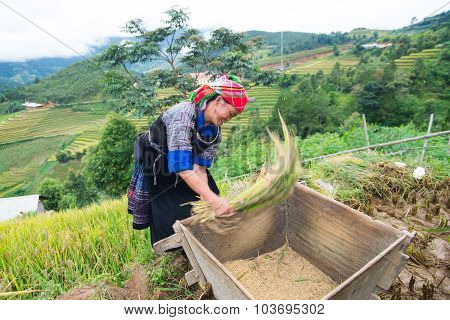 Farmers are harvesting by traditional method in terraced rice field in Mu Cang Chai