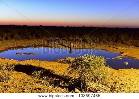 Watering Hole - Etosha, Namibia