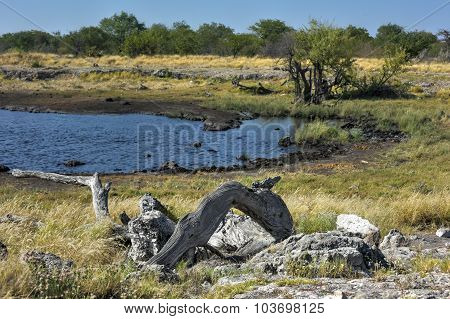 Watering Hole - Etosha, Namibia