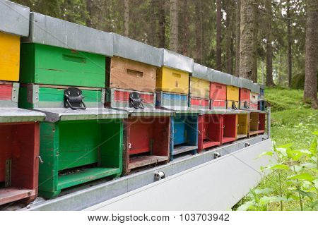 Line Of Hives