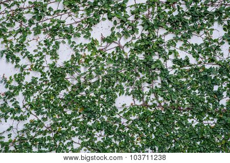 Leaves On The Wall As A Background