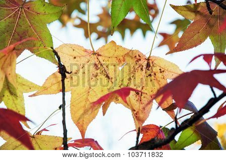 Autumn Maple Leaves