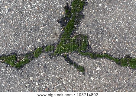 Damaged Asphalt Texture With Moss.