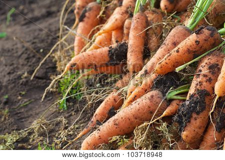 Carrot Just From The Garden Bed