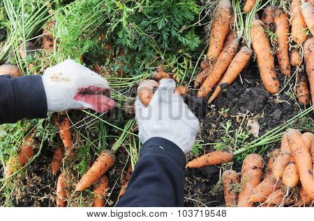 Farmer Plucking Carrot