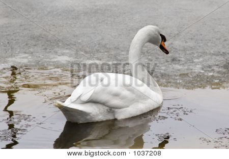Zimní Swan-1