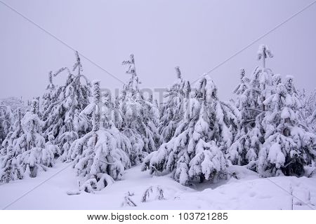 Snowy cold winter forest at daytime