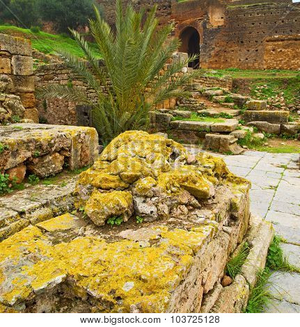 Chellah  In Morocco Africa The Old Roman Deteriorated Monument And Site