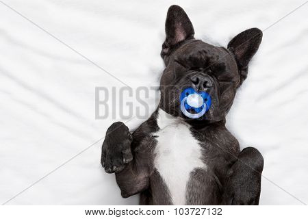 Dog Sleeping  In Bed
