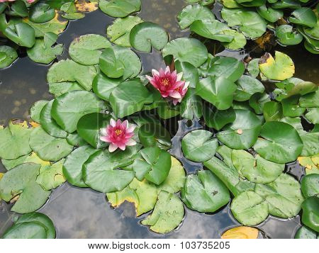 Lily with leaves