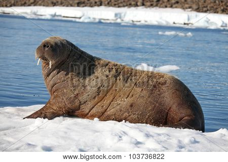 Walrus cow on ice floe
