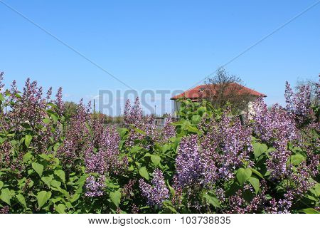 Lilac tree