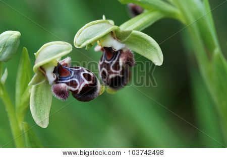 Ophrys Kotschyi Orchid Wild Flower