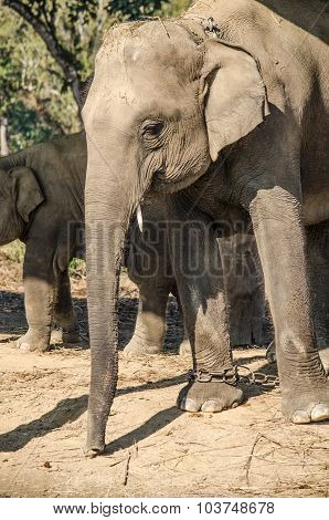 Elephant Live In Village With People In Nepal