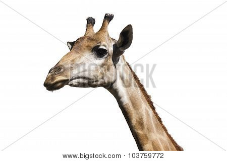 Isolate Giraffe