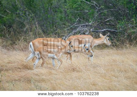 Wild Antelope