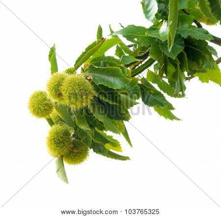 Ripening Sweet Chestnuts