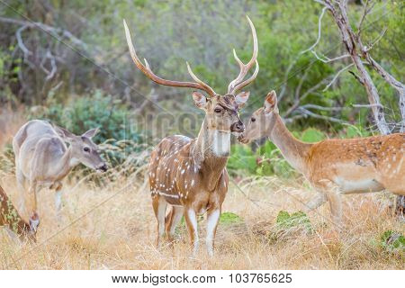 Spotted Deer Buck