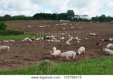 Free Range Pigs Grazing