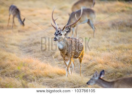 Axis Deer