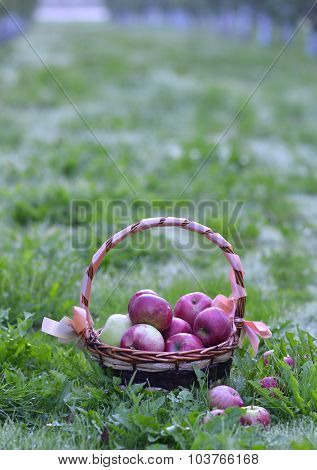 apples in a basket in  orchard early on the morning