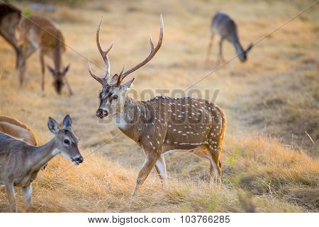 Chital Deer