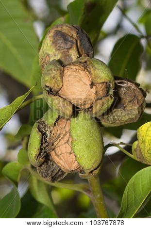 Ripe walnuts
