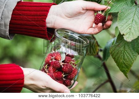 Raspberry Picking
